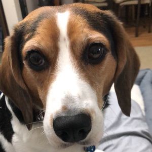 Meet your Posher, Pauline